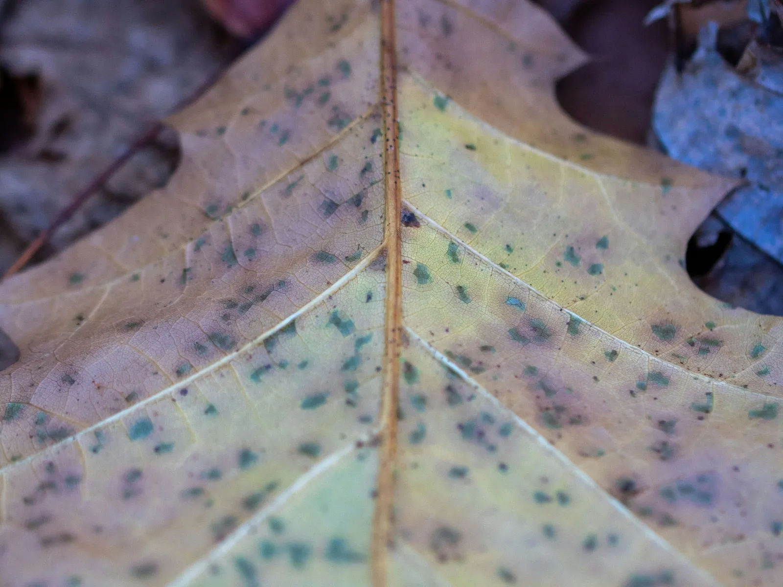Close-up of a speckled, faded yellow and brown autumn leaf on the forest floor with blurred fallen leaves in background
