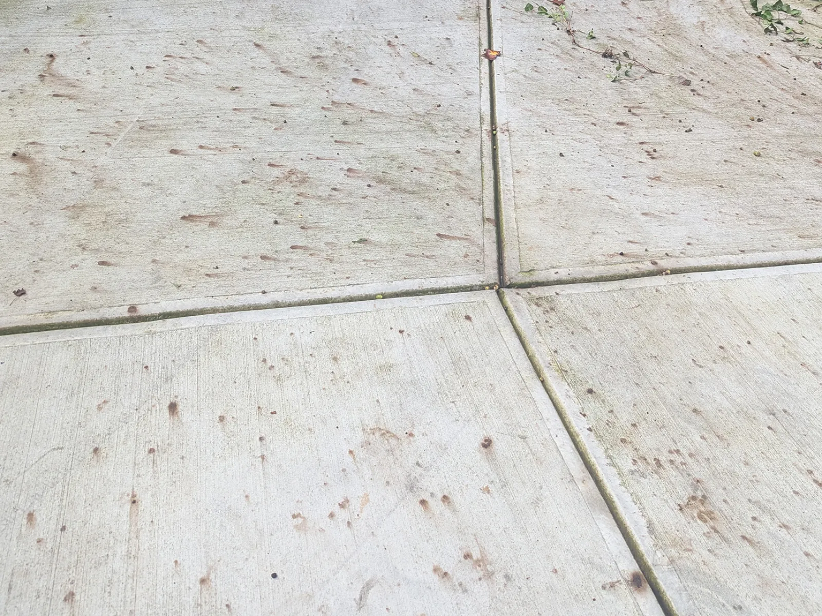 A driveway repair stained by fallen leaves