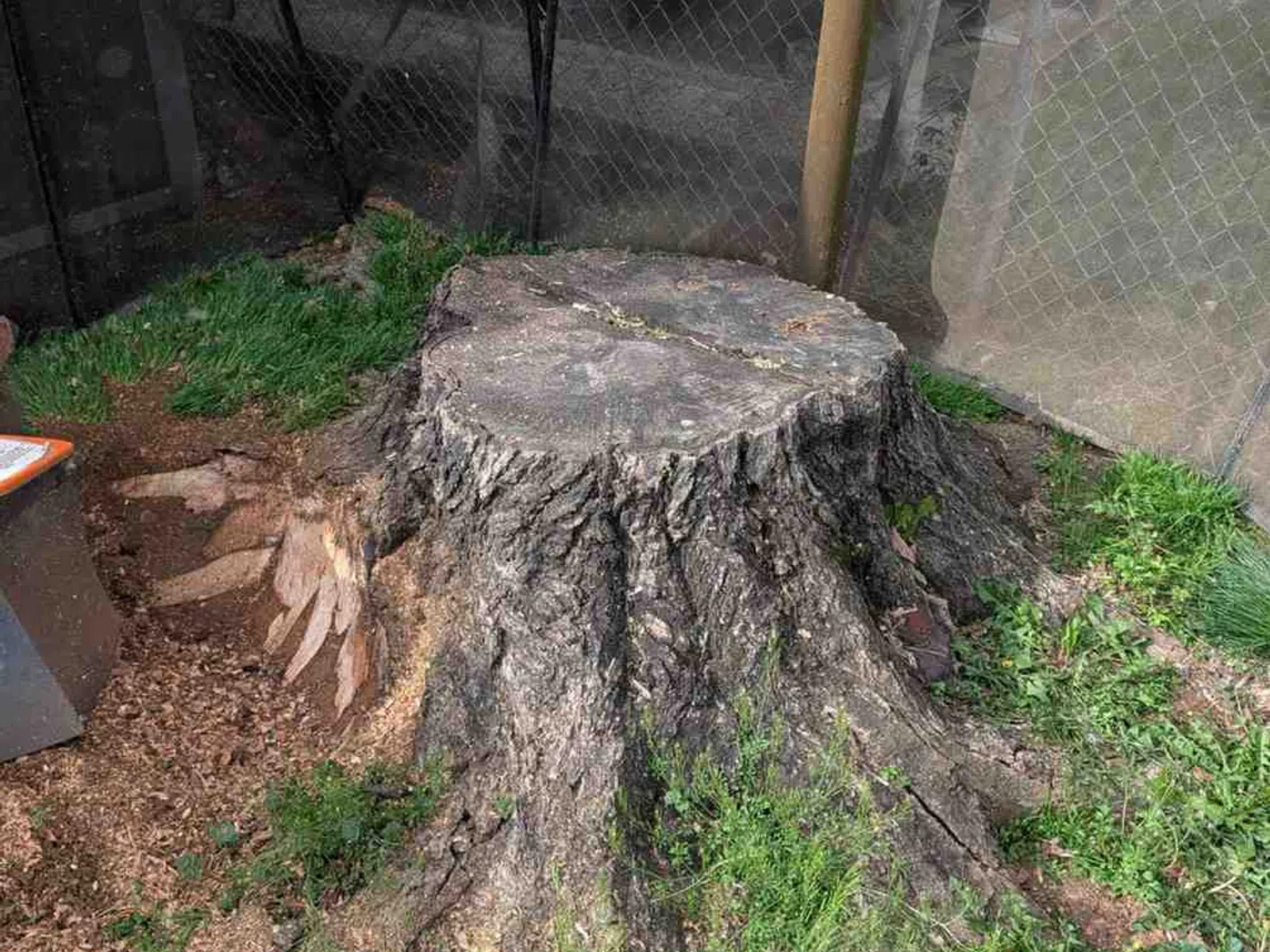 Large tree stump with rough bark surrounded by green grass and wood chips near chain link fence and building.