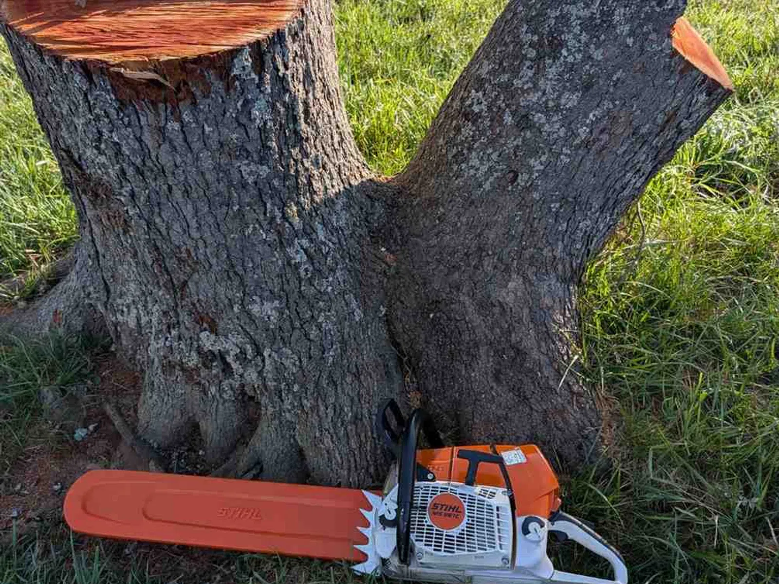 Chainsaw resting against a freshly cut tree stump on grassy field with sunlight and trees in background