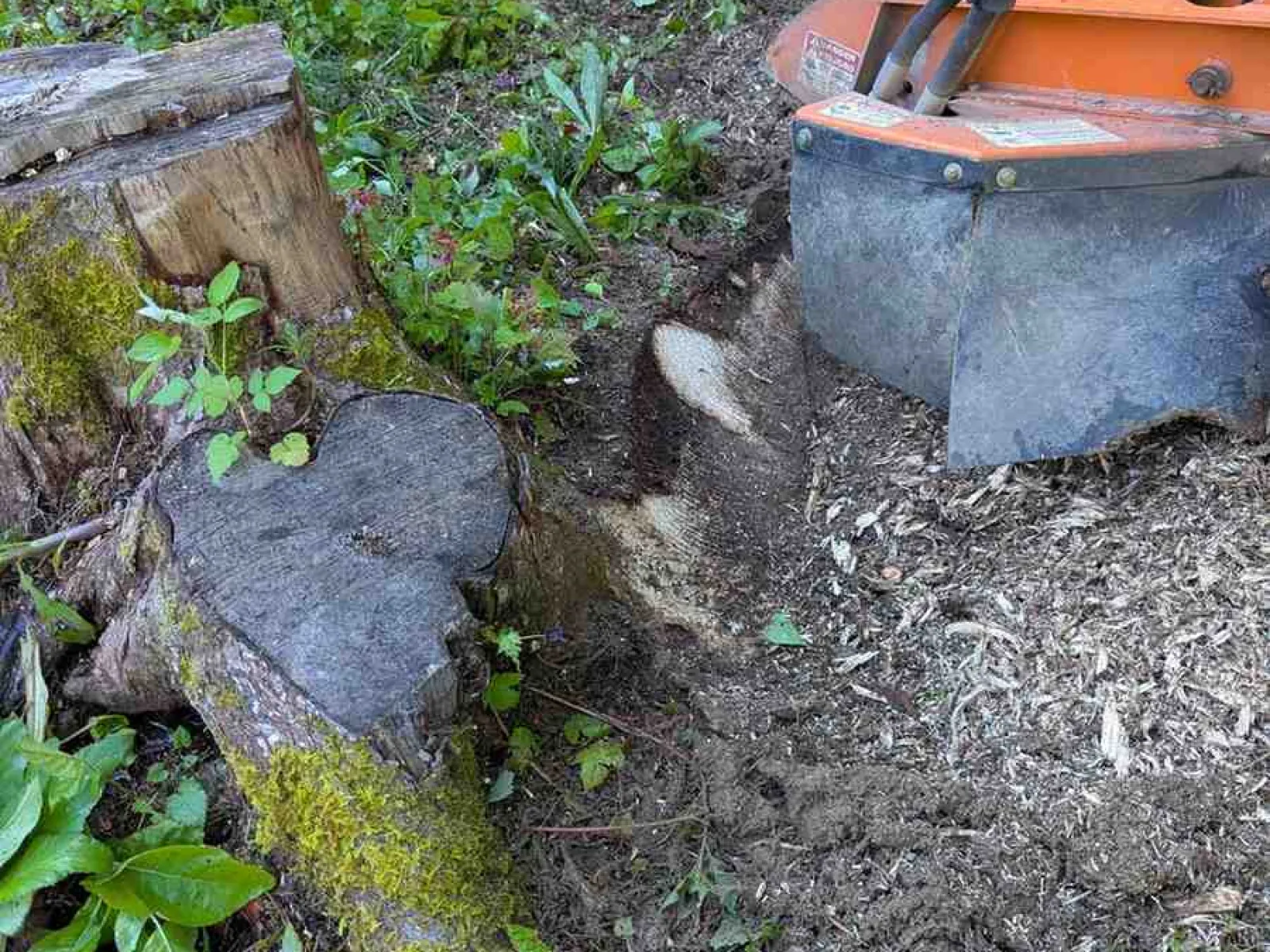 Local Roots in the Crossroads of the Blue Ridge