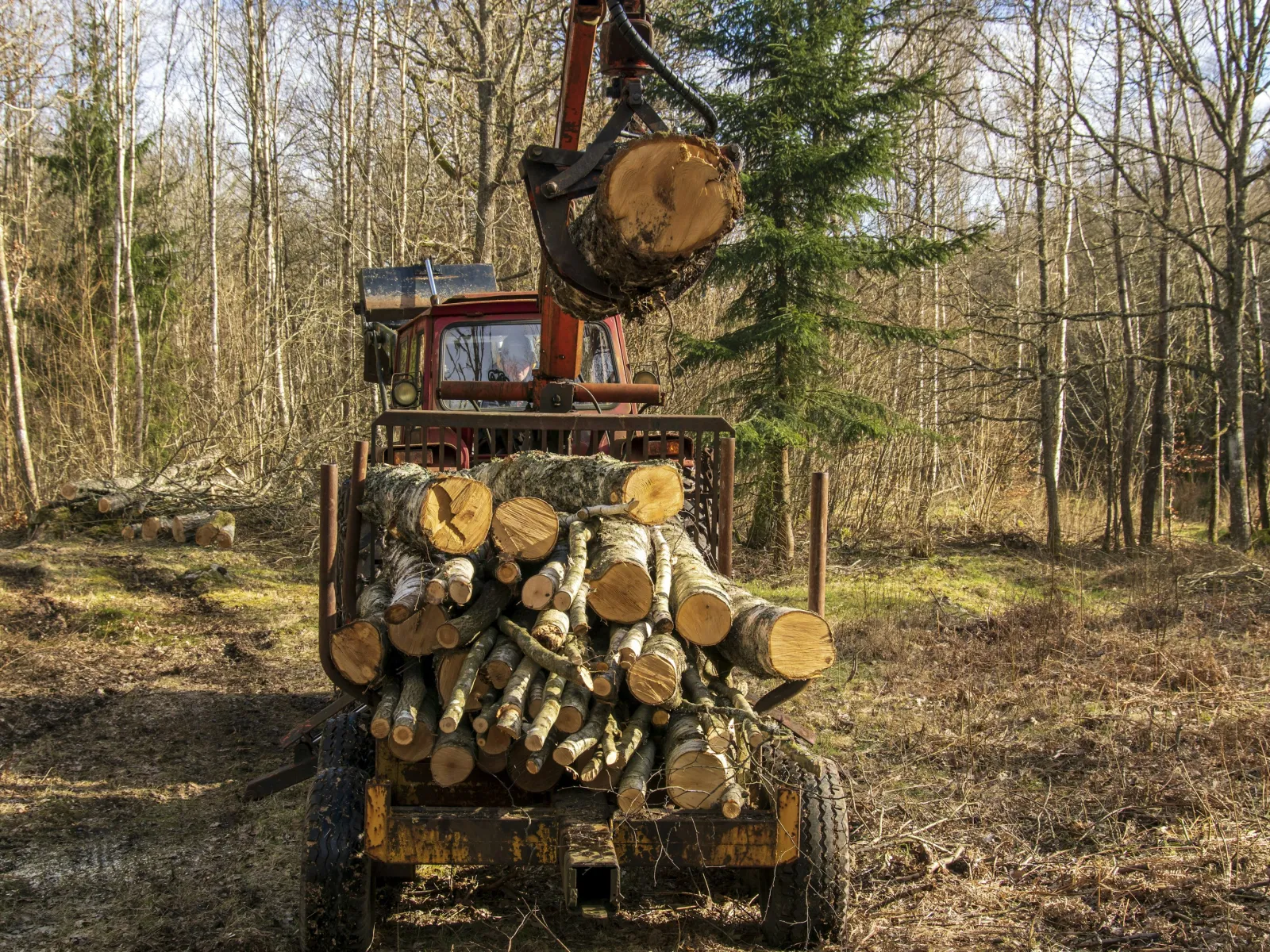 Forestry machine loading freshly cut logs in a sunlit forest during daytime.