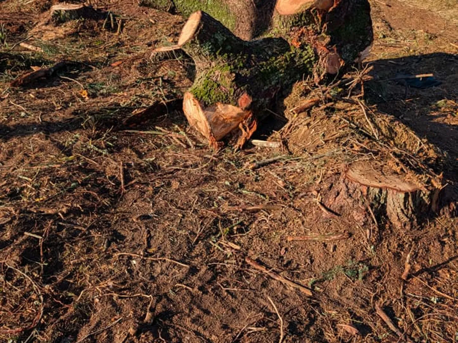 Large recently cut tree trunks and stumps on bare ground near a brick house in rural area.
