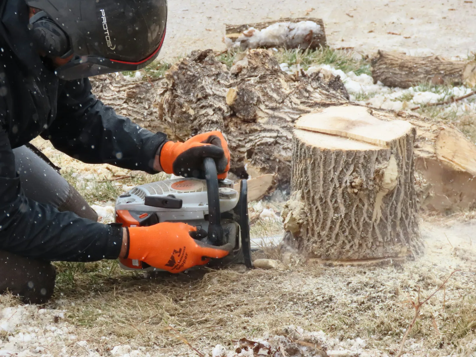 Person wearing protective gear cutting tree trunks with a chainsaw outdoors on snowy ground.