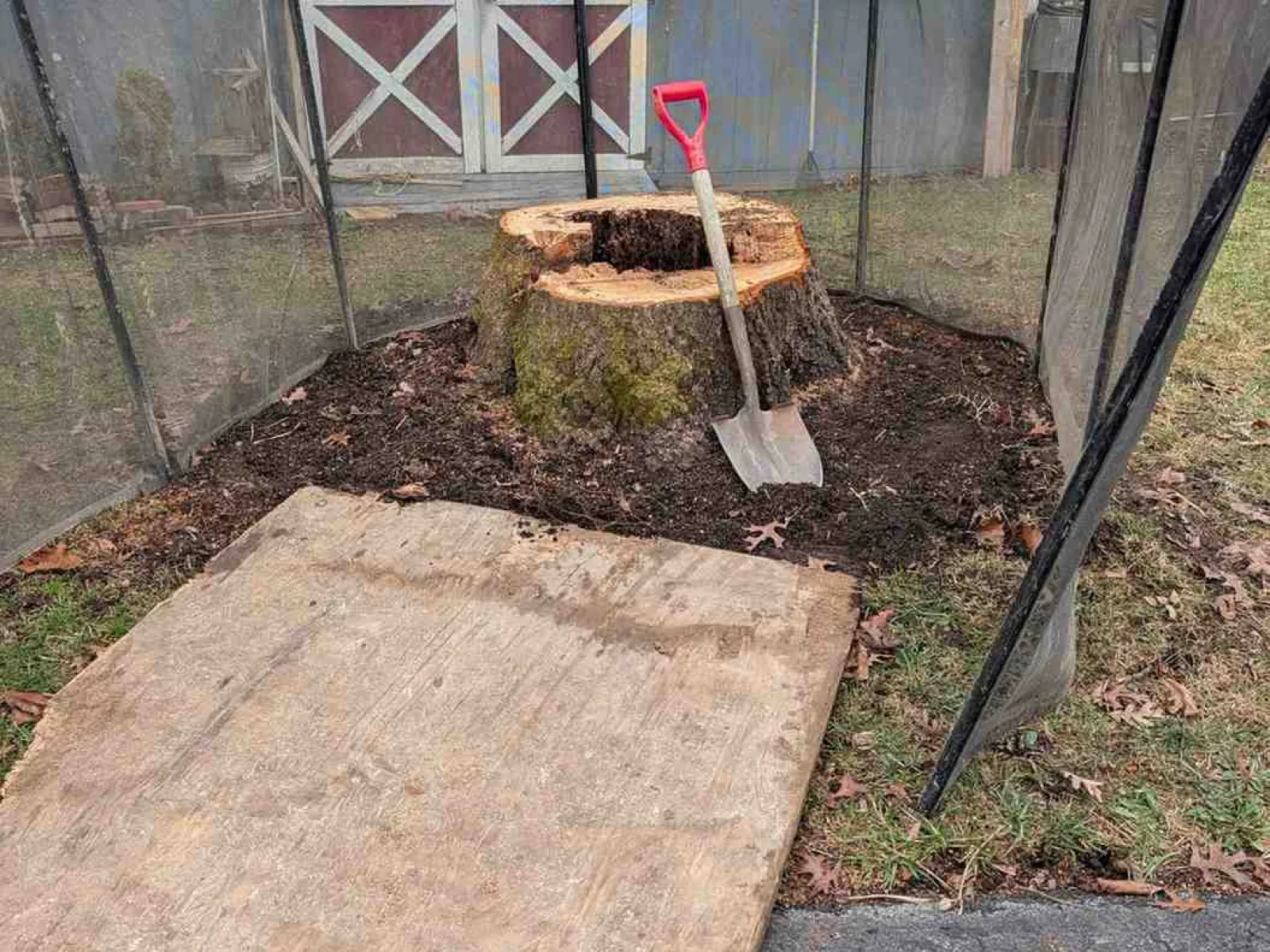 Tree stump surrounded by mesh fencing with a shovel leaning against it and a wooden board on the ground.