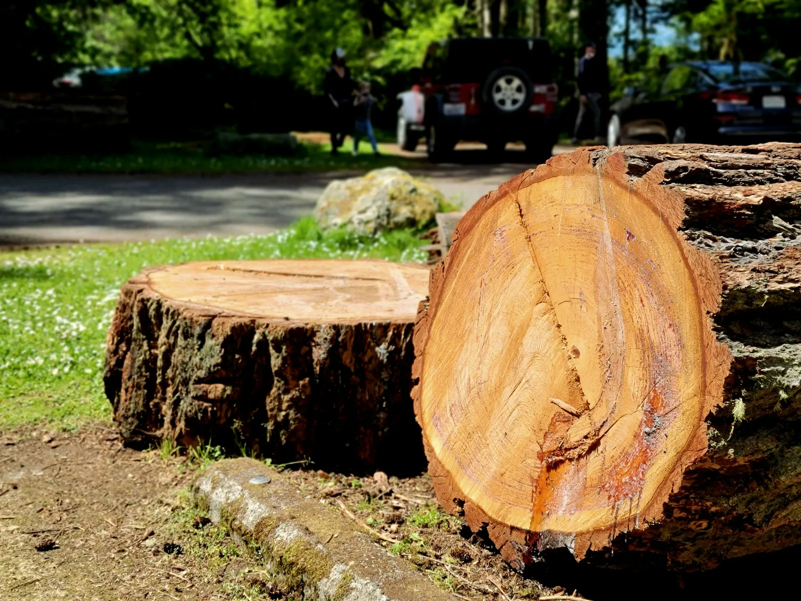 Close-up of freshly cut large tree trunks on grass with blurred background of vehicles and people.