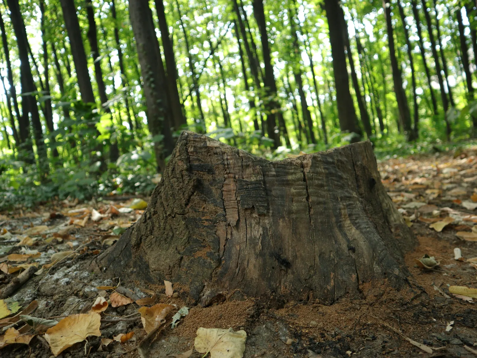 Close-up of a weathered tree stump surrounded by fallen leaves in a sunlit forest during autumn.