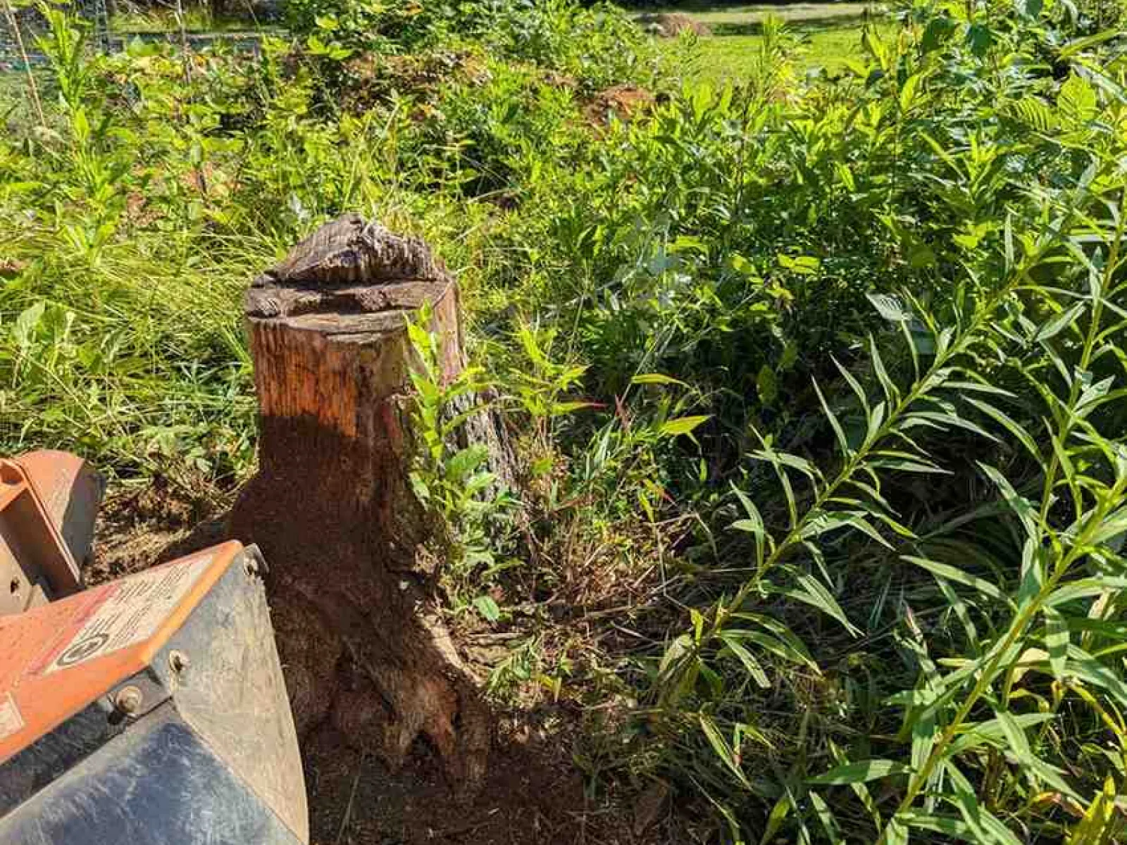 Close-up of a tree stump surrounded by green plants with a stump grinder machine in a sunny garden.