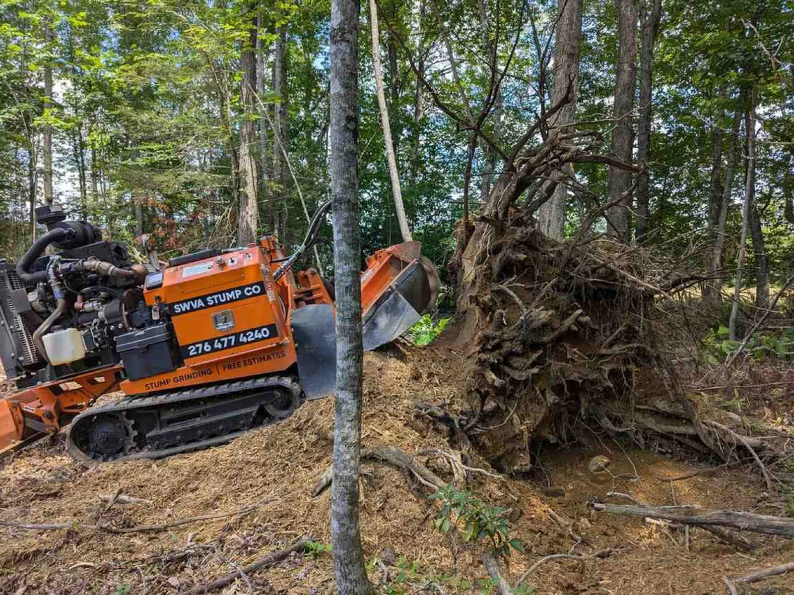 Orange stump grinding machine clearing large tree stump in forested area with green foliage.