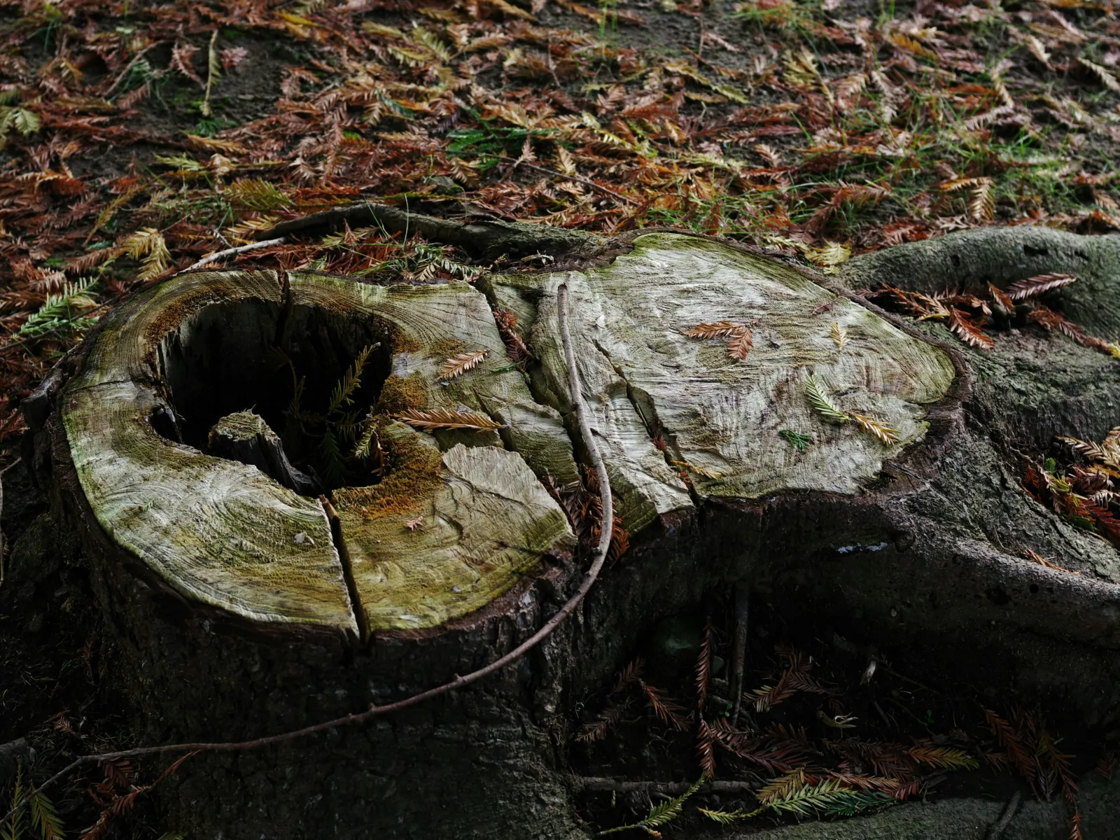 Close-up of a cracked tree stump surrounded by fallen brown and green leaves in a forest setting.