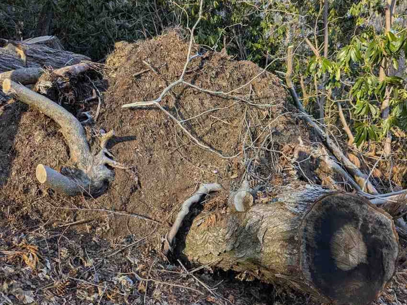 Large uprooted tree lying on forest floor with exposed roots and cut branches under blue sky.