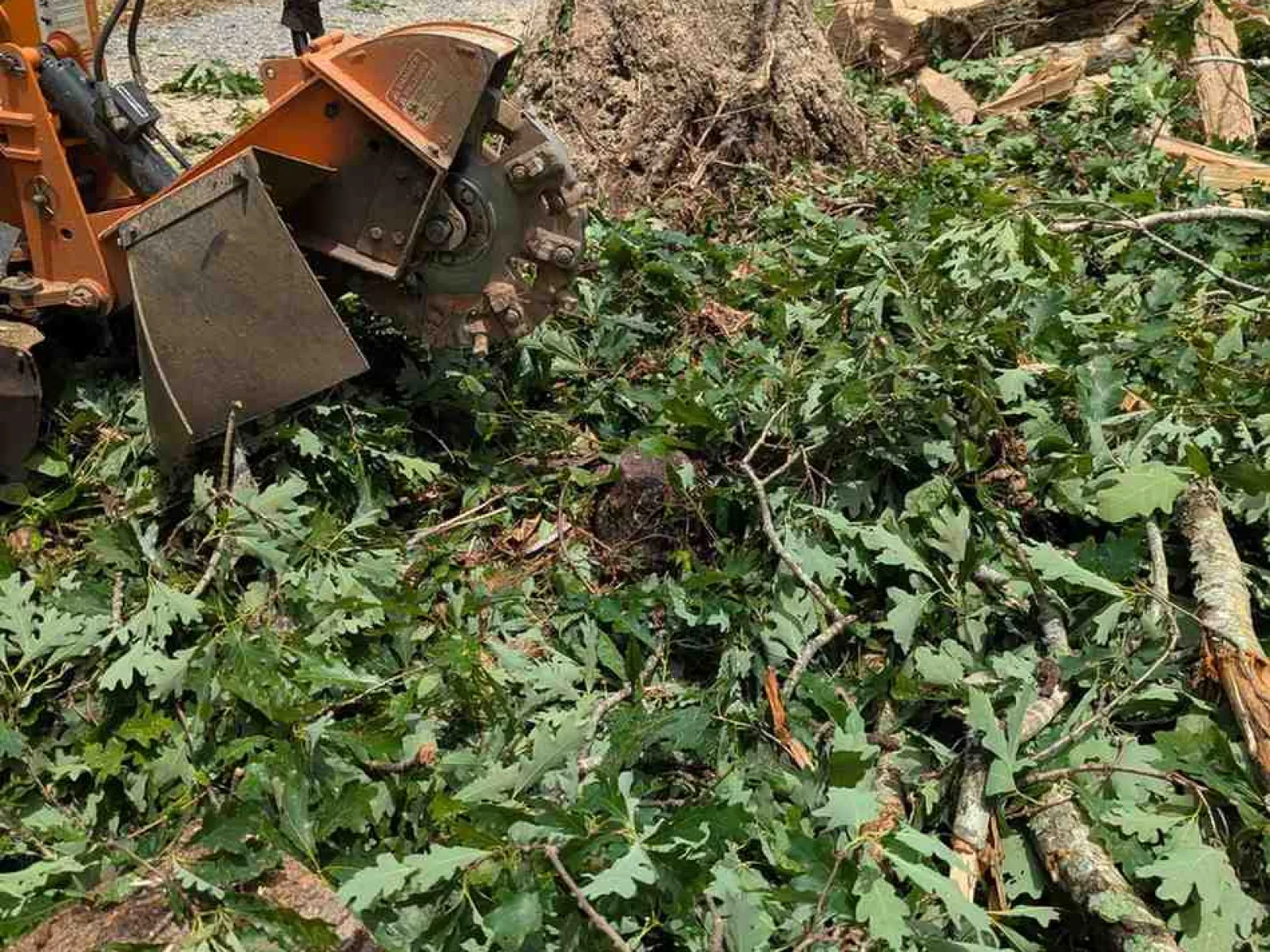 Tree stump surrounded by cut branches and leaves with a stump grinder machine in a backyard area.