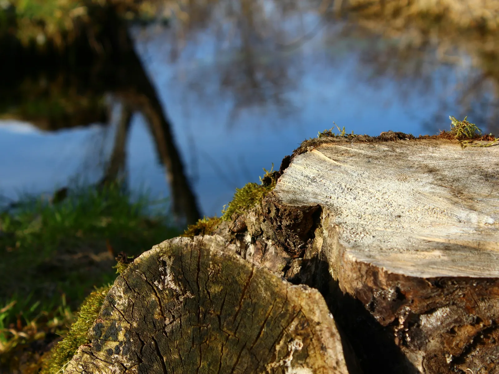 Close-up of moss-covered tree stumps near a calm water body reflecting trees in daylight.