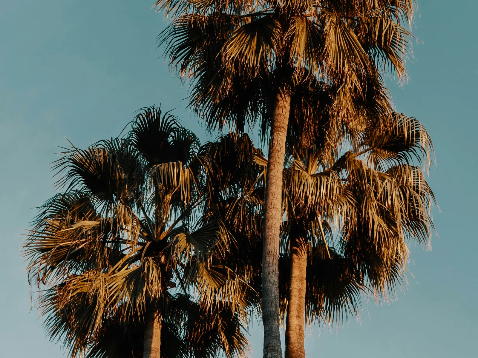 Three tall palm trees with sunlit fronds against a clear blue sky at golden hour.