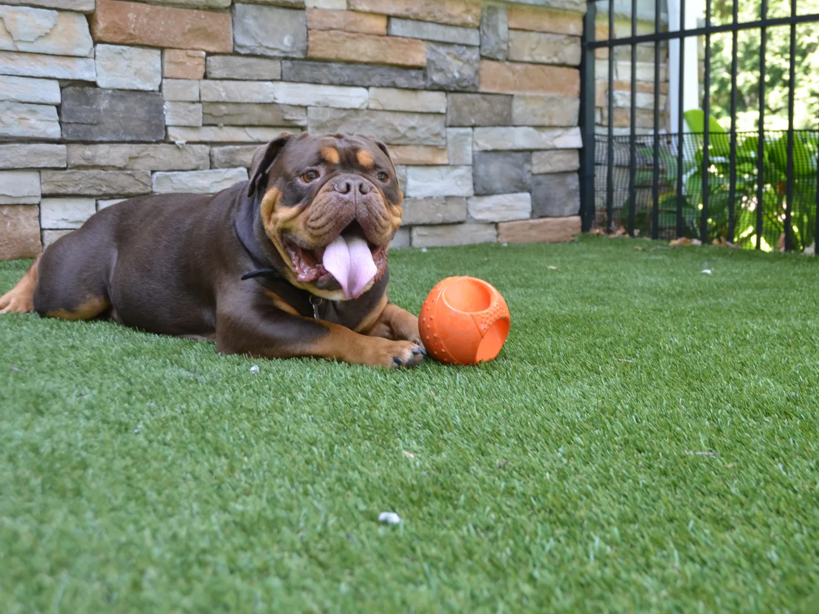 Brown dog with tongue out lying on artificial grass next to an orange ball by a stone wall and black fence.