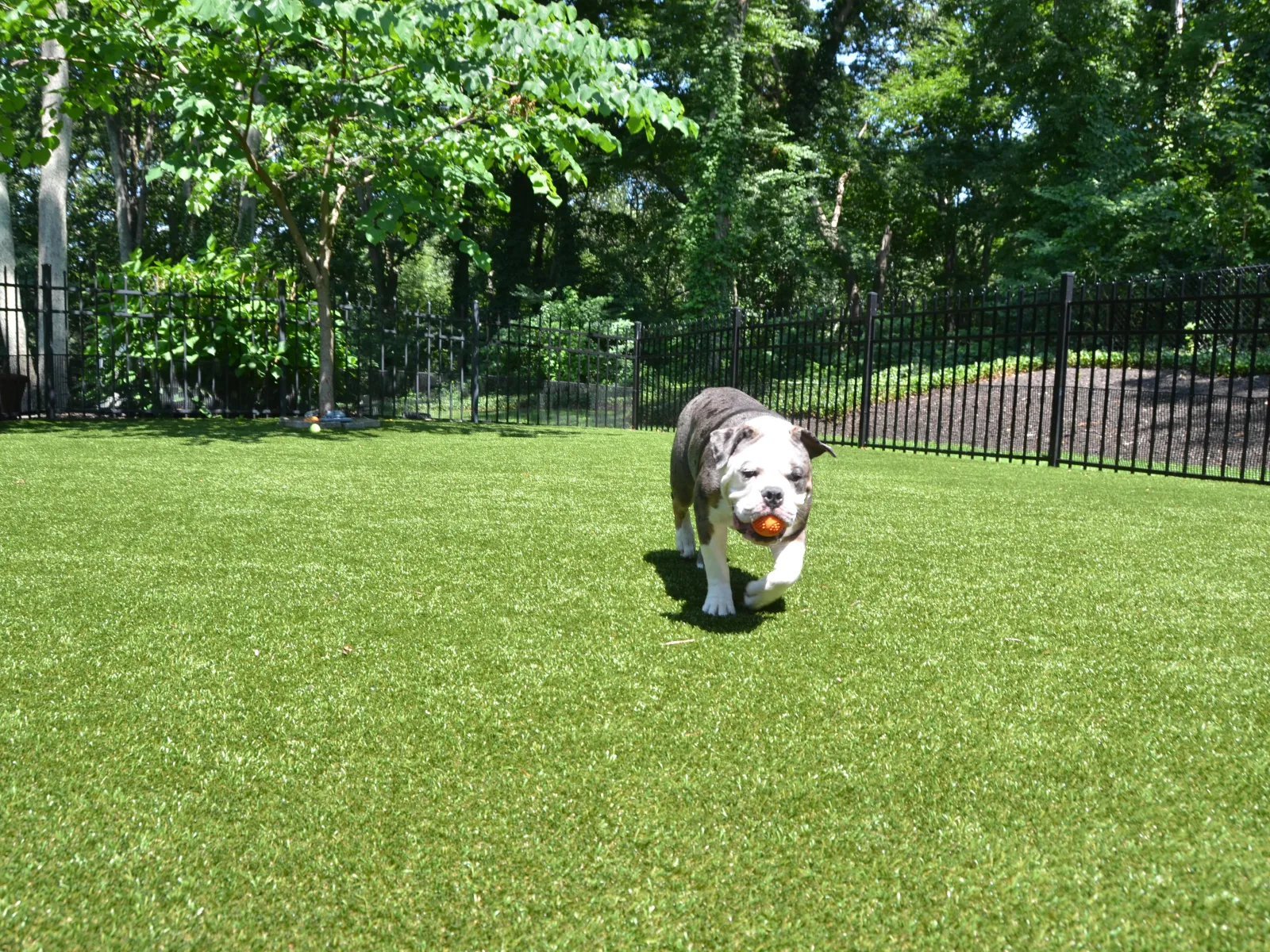 Bulldog walking on green lawn with orange ball in mouth in fenced sunny backyard.