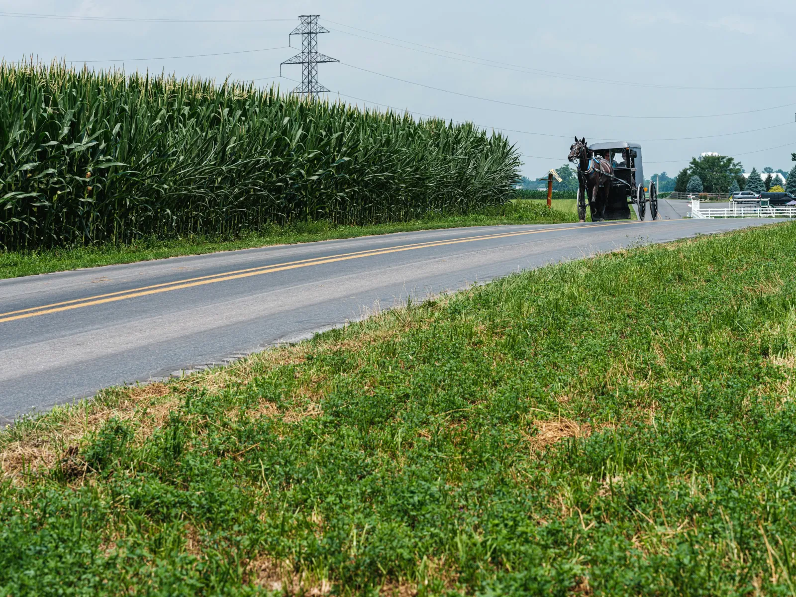 Residential and Commercial Pest Control in Luthersville, Luthersville Pest Services, Luthersville Certified Pest Control Technicians, Luthersville Exterminator, Luthersville Pest Inspections