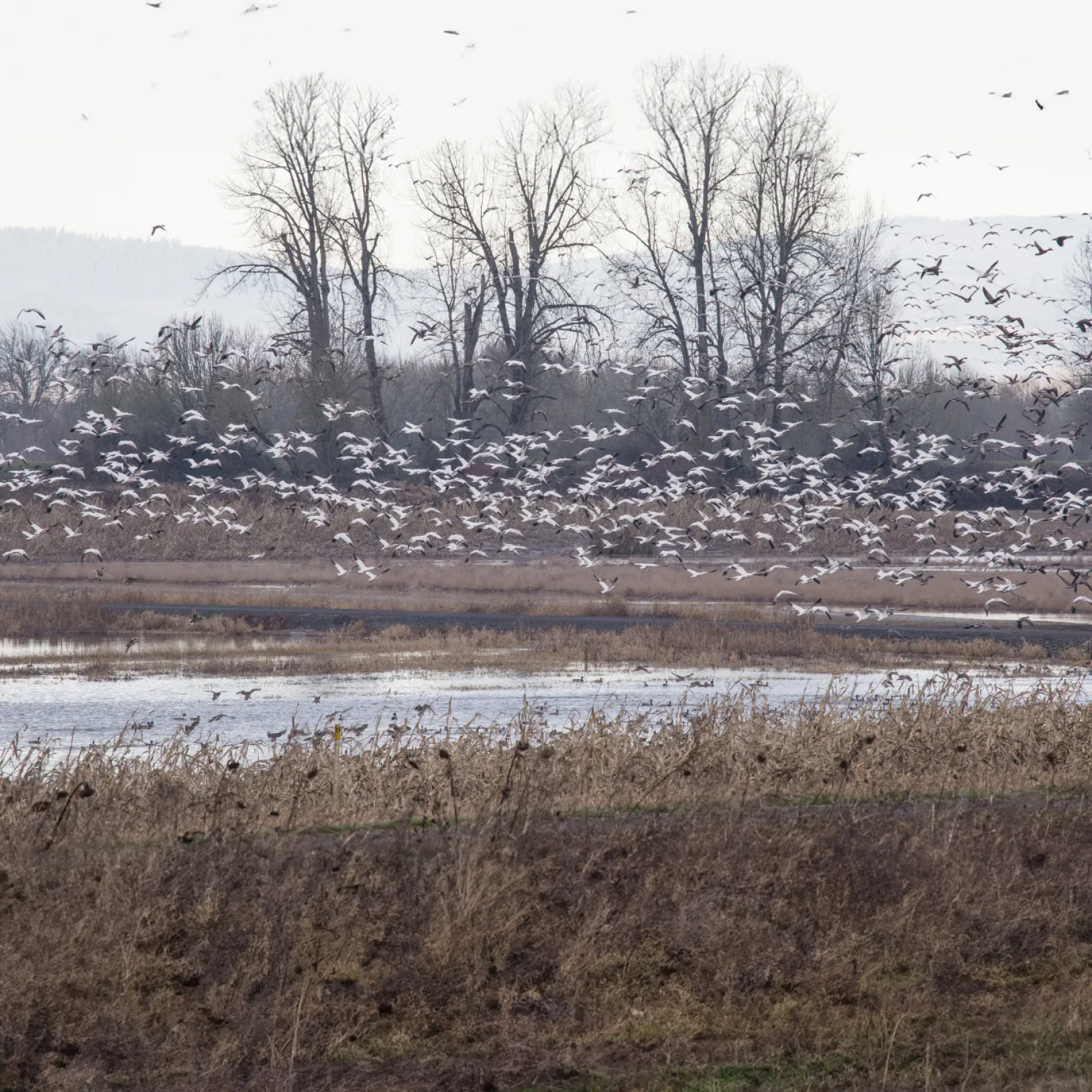 Flock of white birds flying over a wetland with dry grass and leafless trees in the background under a pale sky