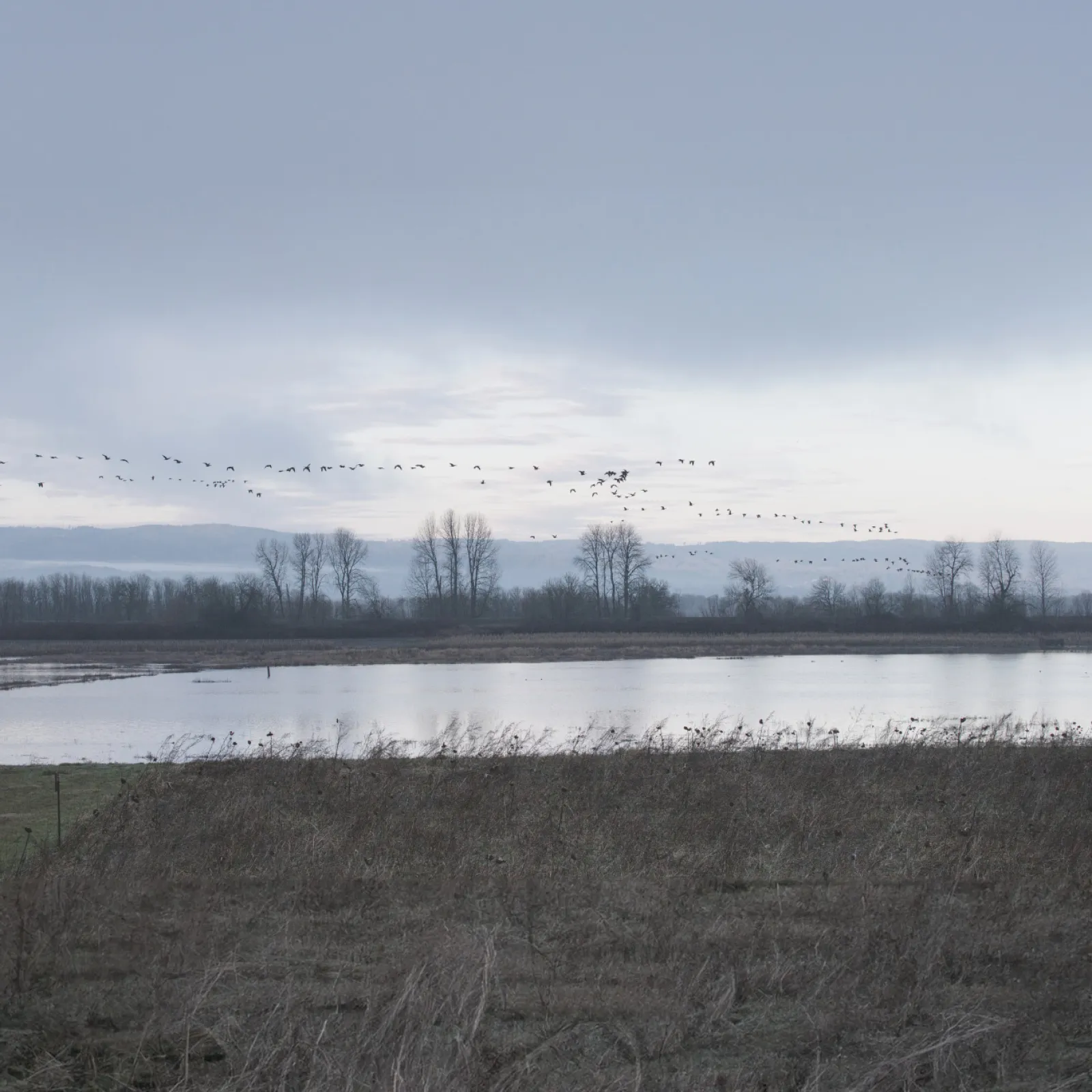 Flock of birds flying over a calm river with bare trees and cloudy sky in a serene natural landscape.