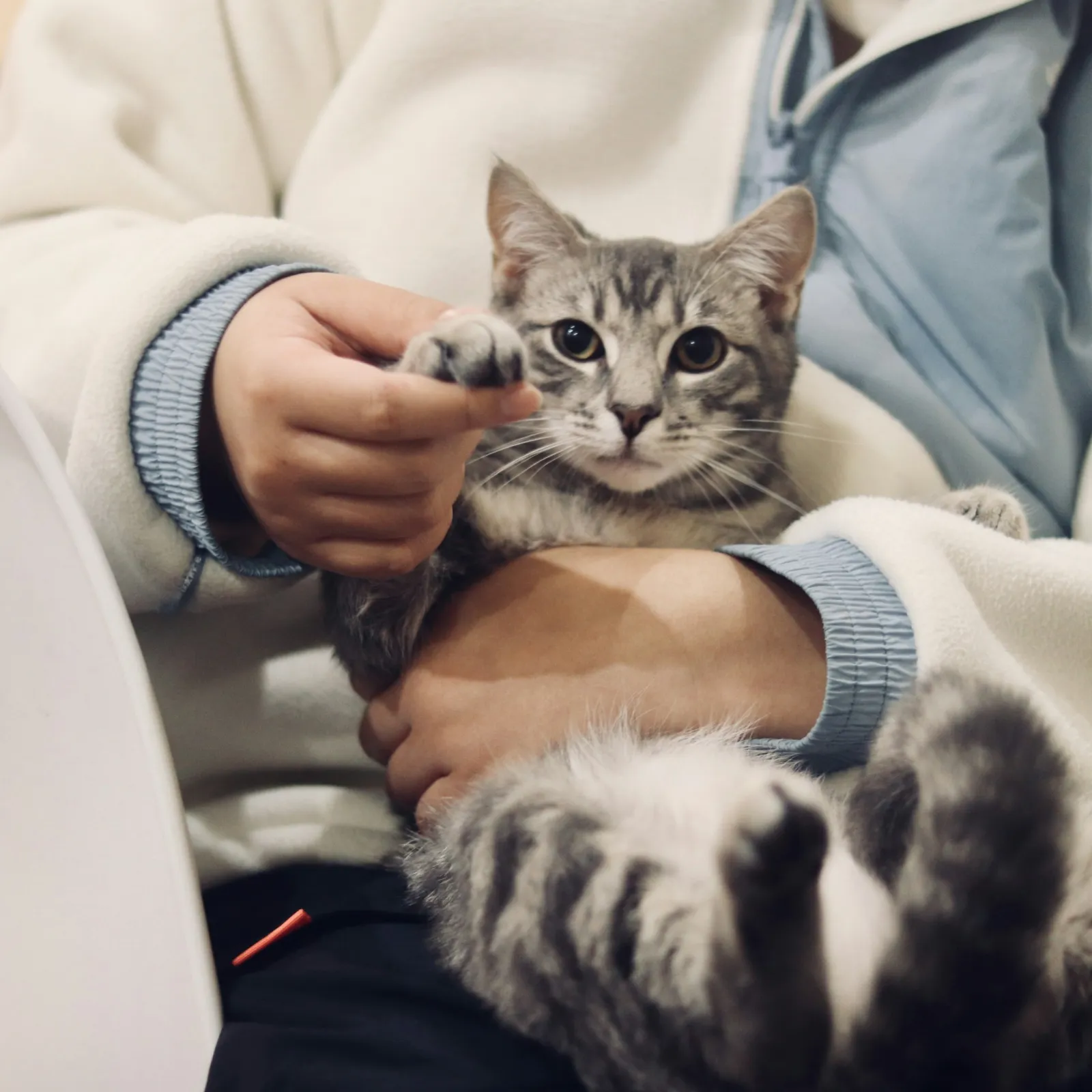 a person holding a cat
