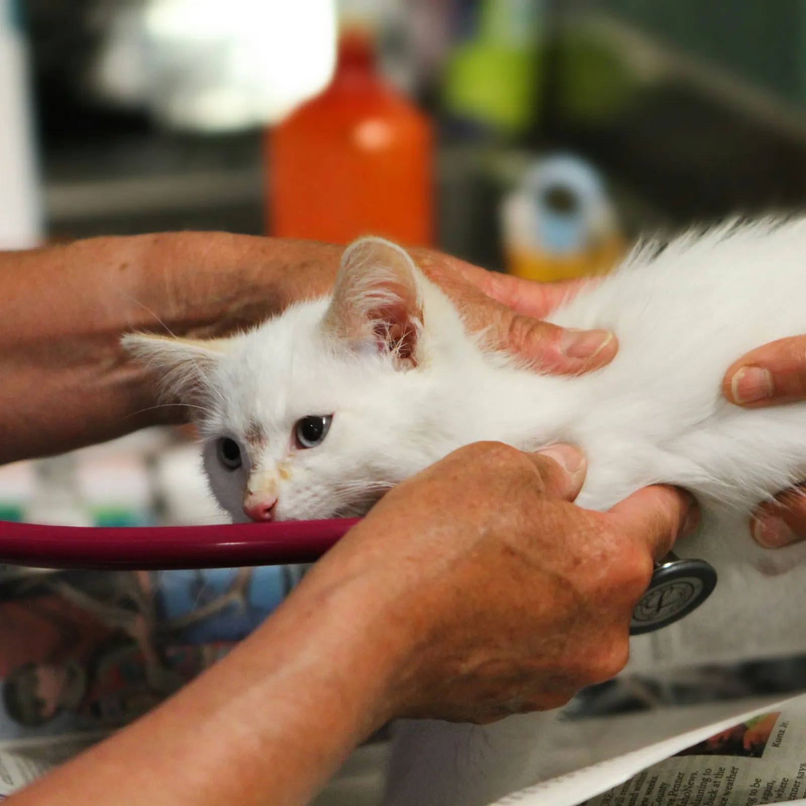 a person holding a small animal