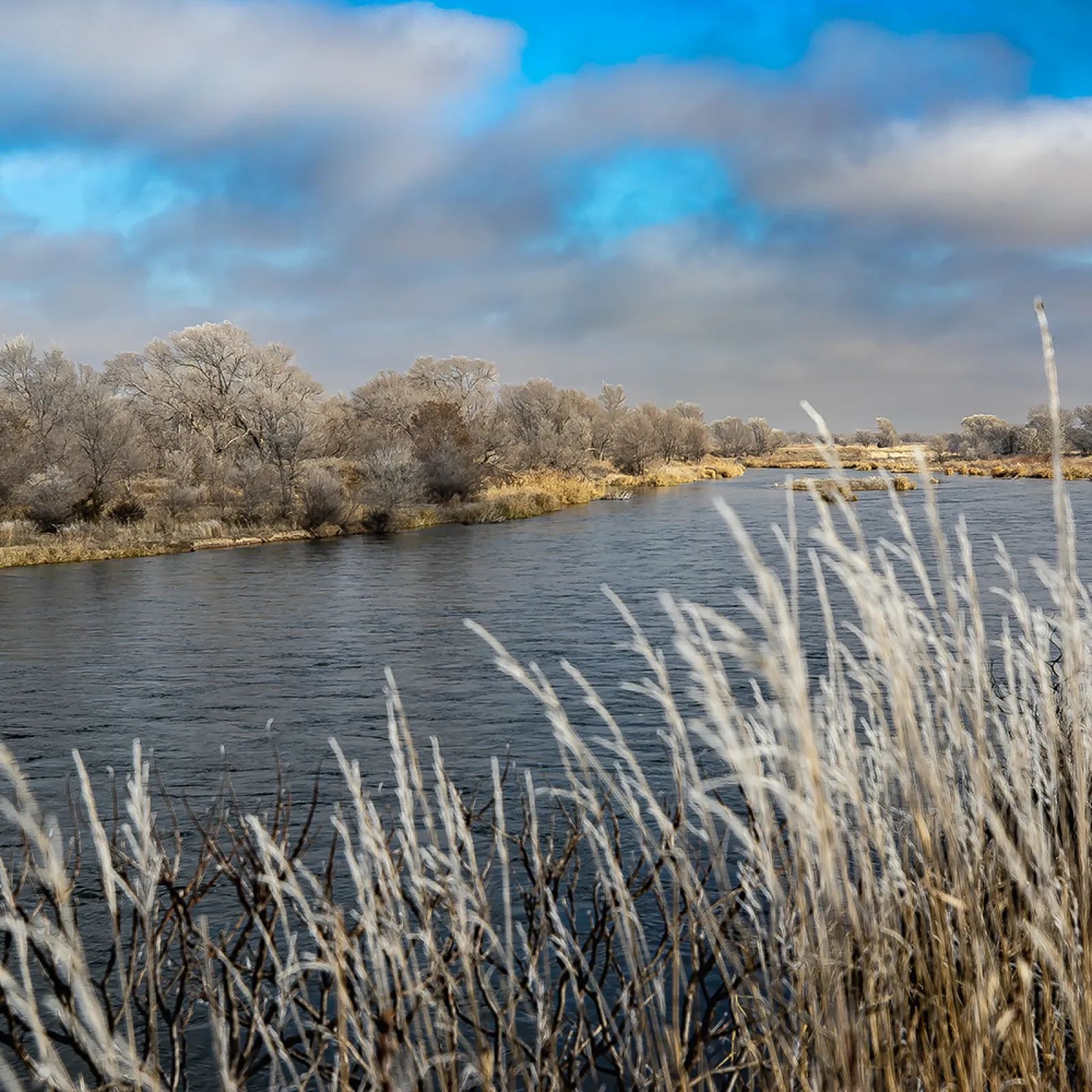 a river with grass and trees