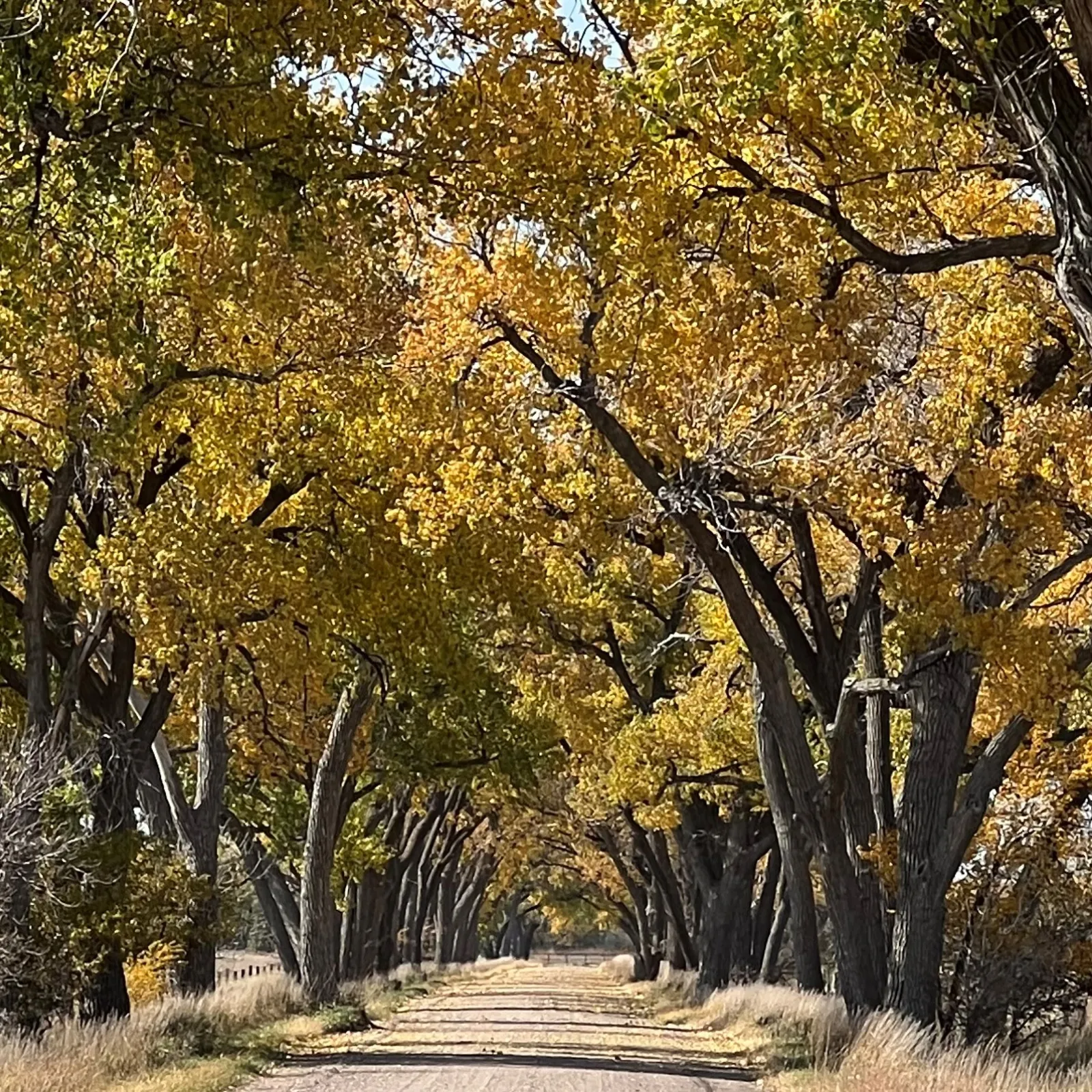 a road with trees on either side