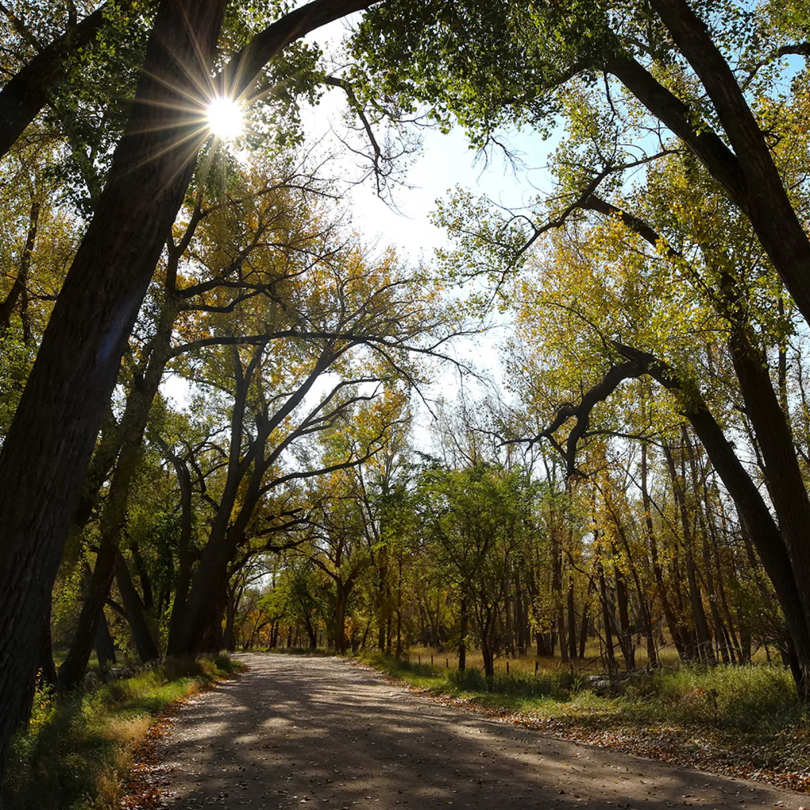 a dirt road with trees on either side of it