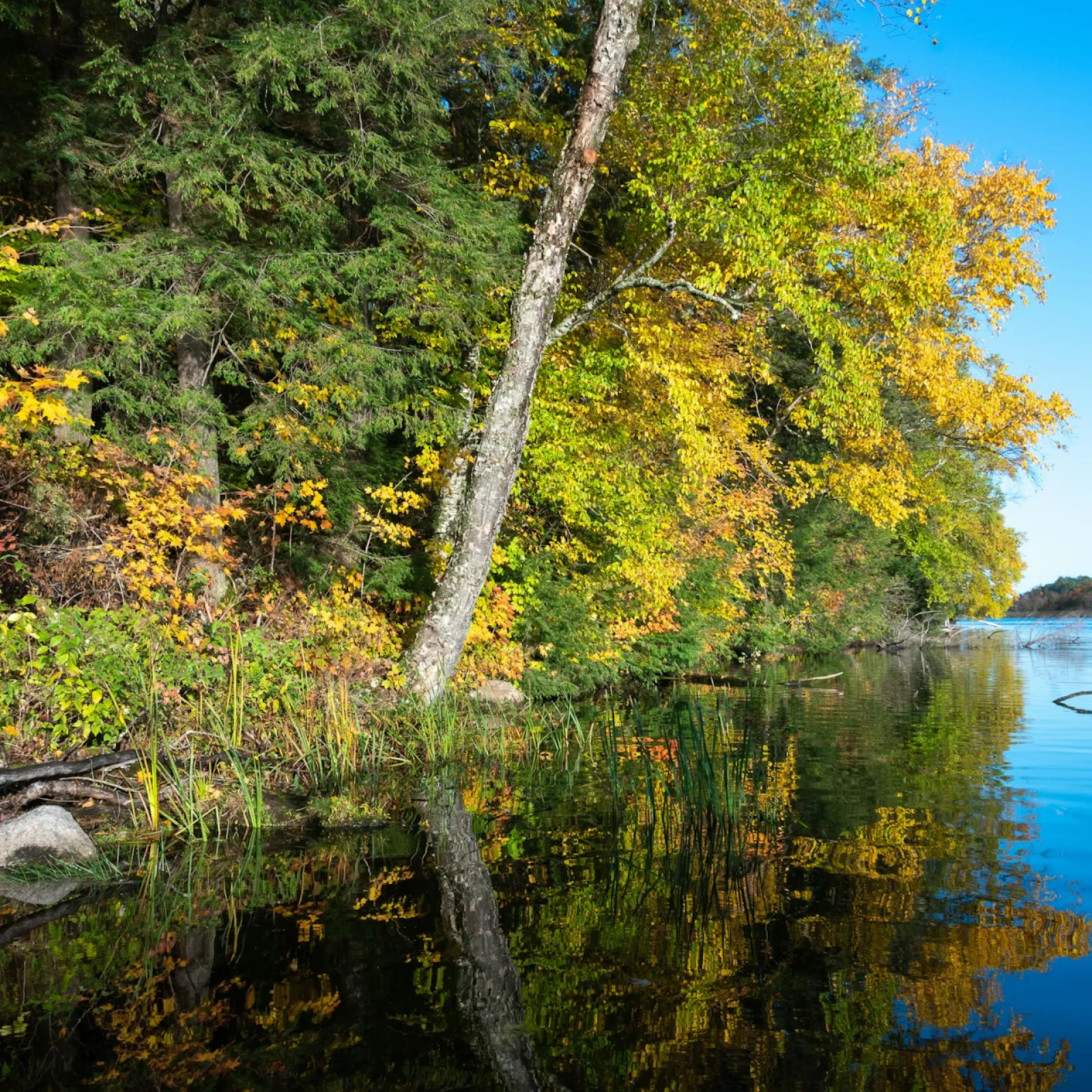 a body of water with trees around it