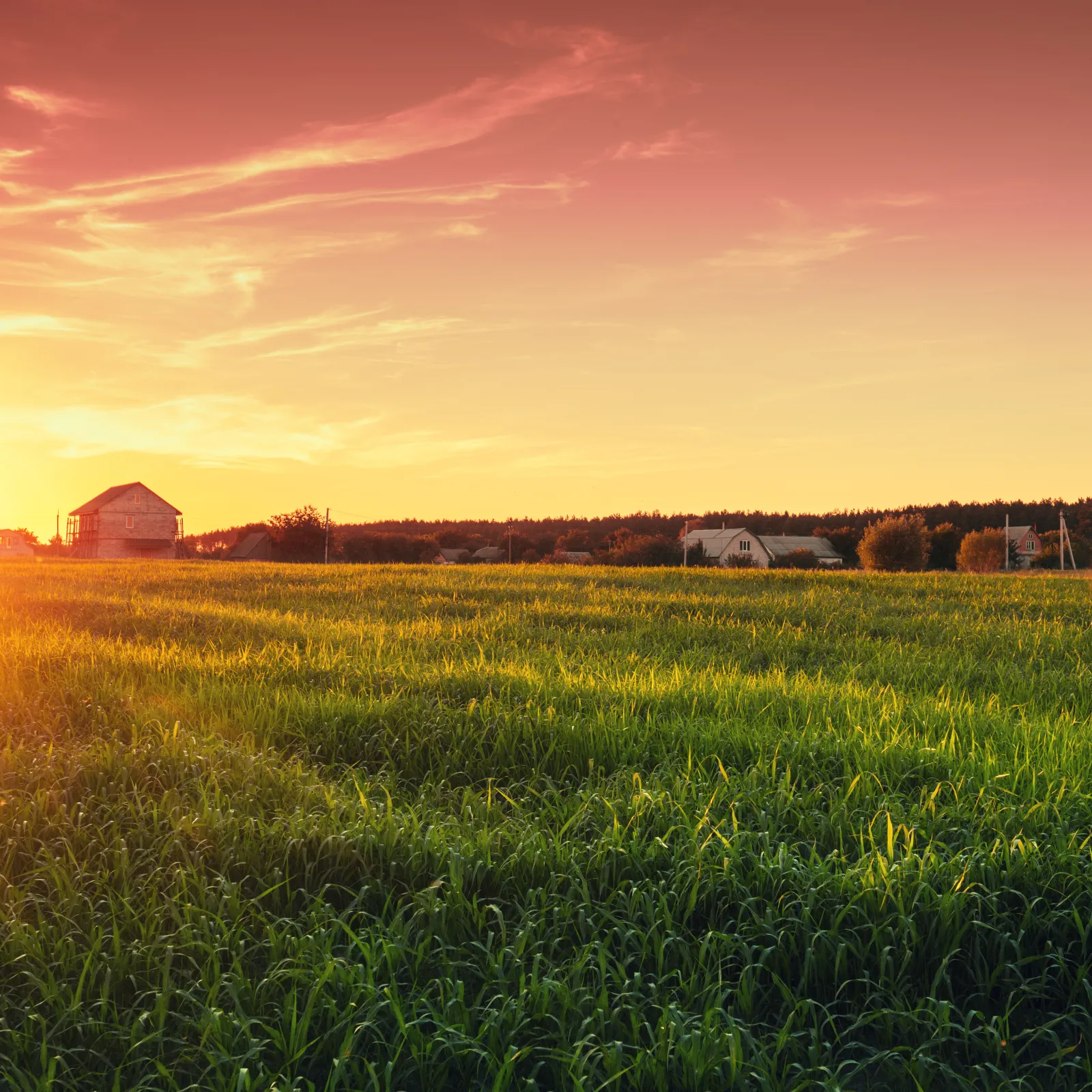 a field of grass with a house in the background