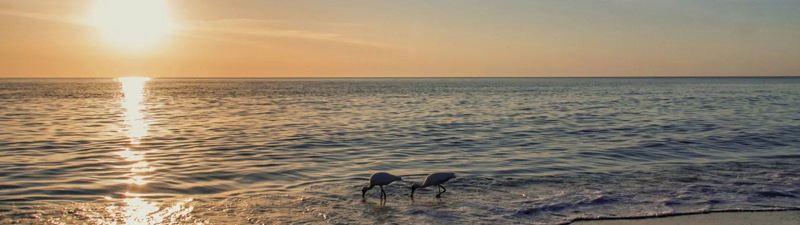 Sunset over calm ocean with two shorebirds feeding at the water's edge on a sandy beach
