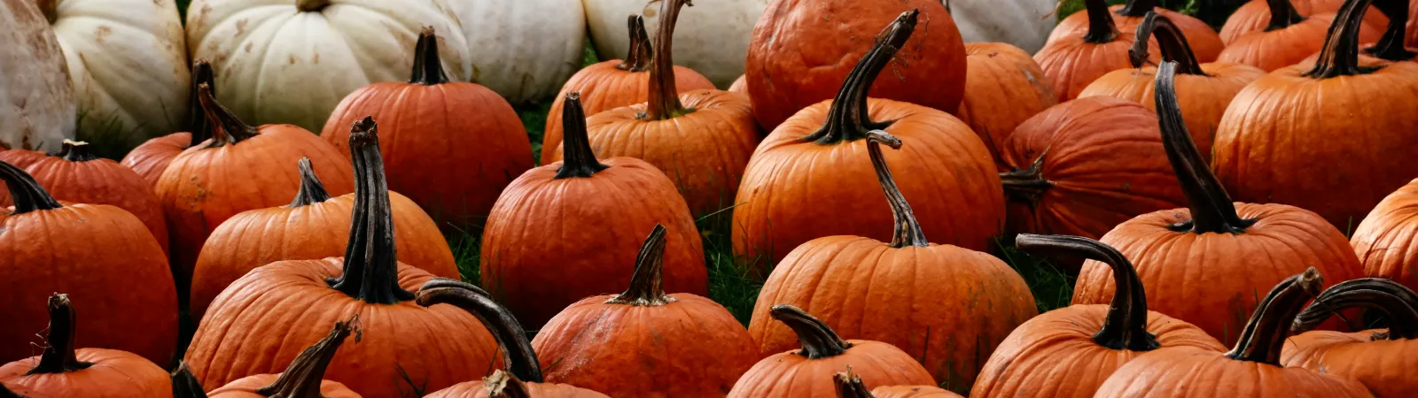 a pile of pumpkins