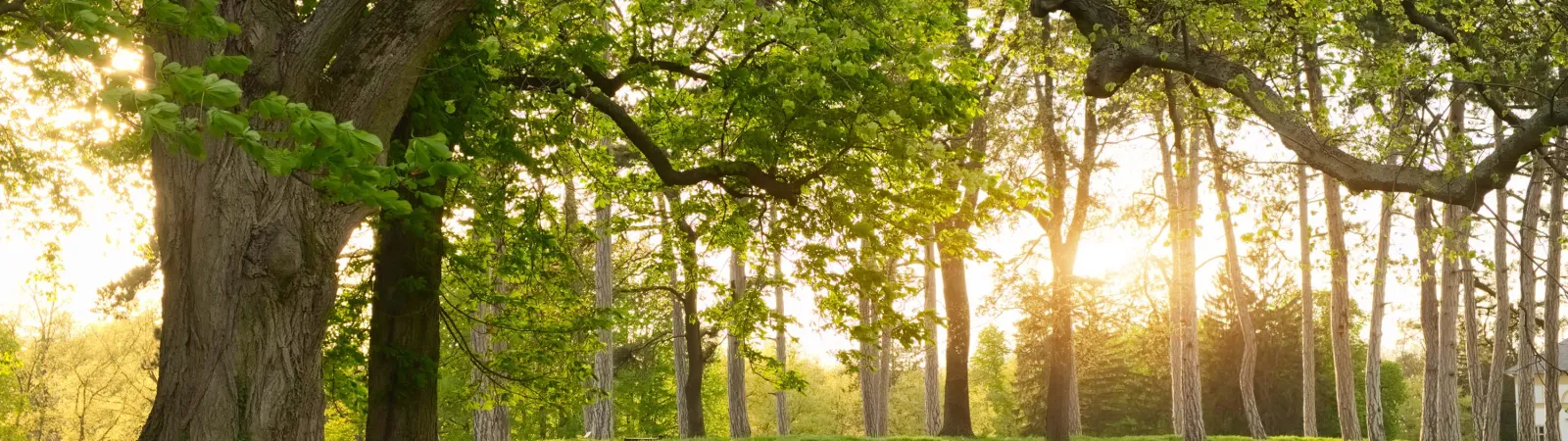 a grassy area with trees in the back