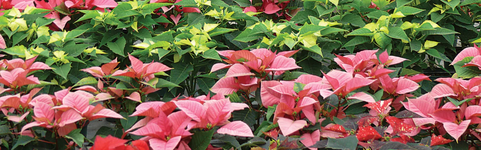 armstrong grown wholesaler of poinsettias