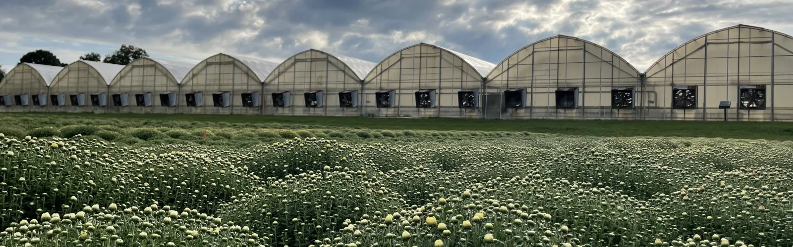 Greenhouse with mums and blue clouds