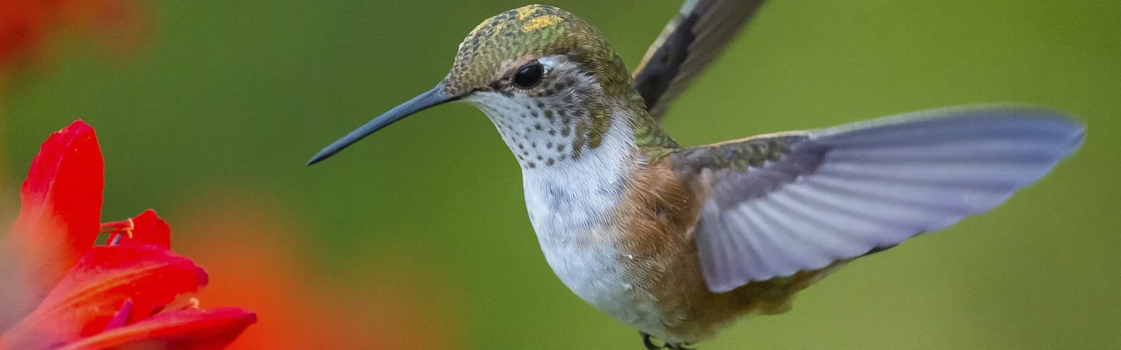 Hummingbird with a red flower