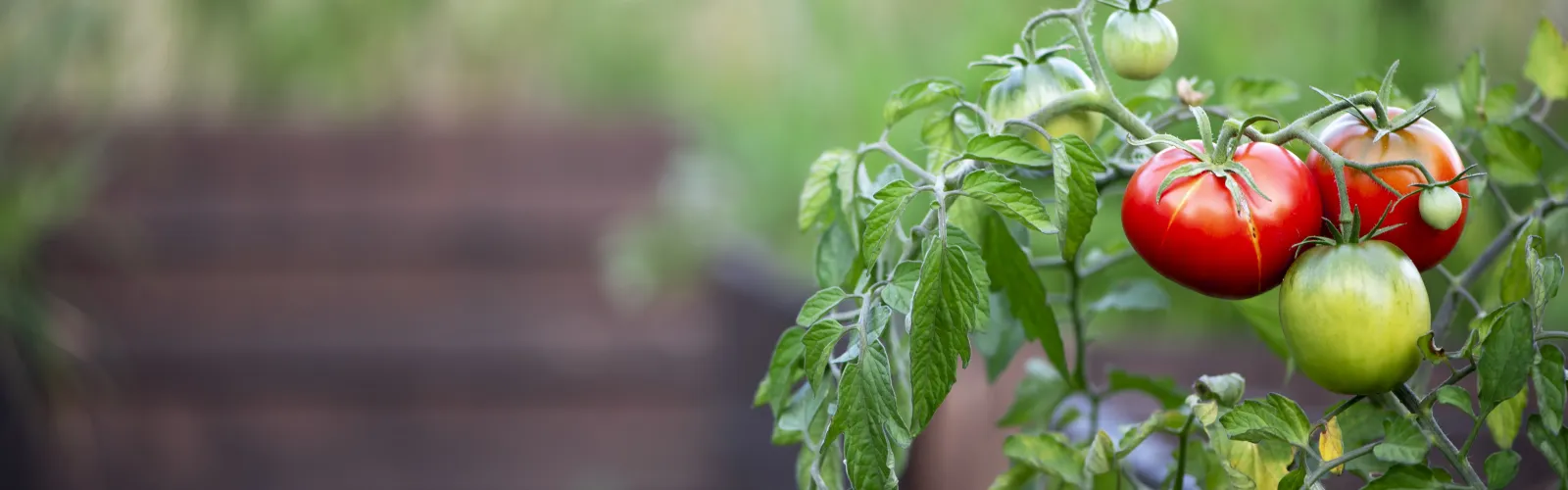 a close up of a tomato