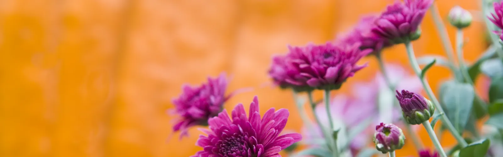 October in the garden with pumpkins and mums