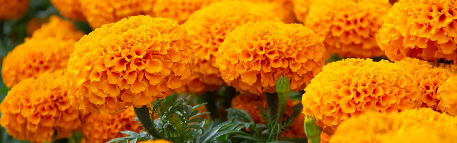 a pile of orange fruit