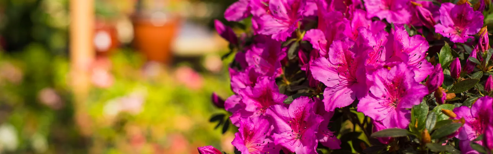 a close up of a flower