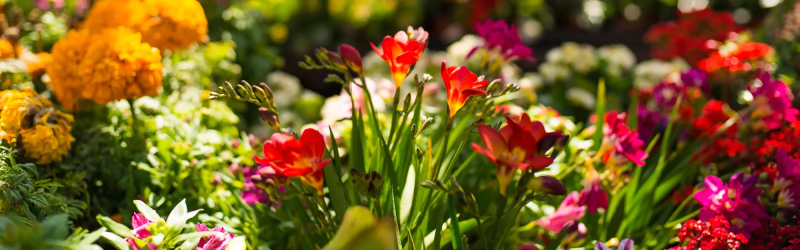 a close up of a flower garden