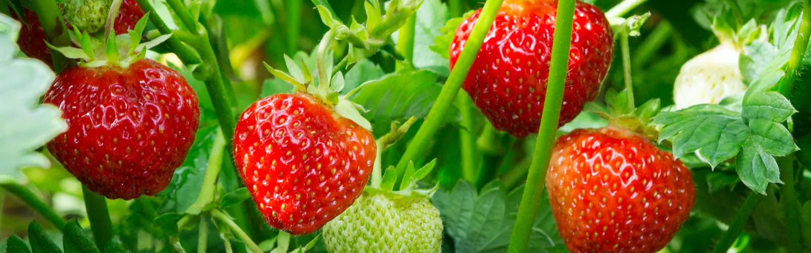 a group of fruit and vegetables