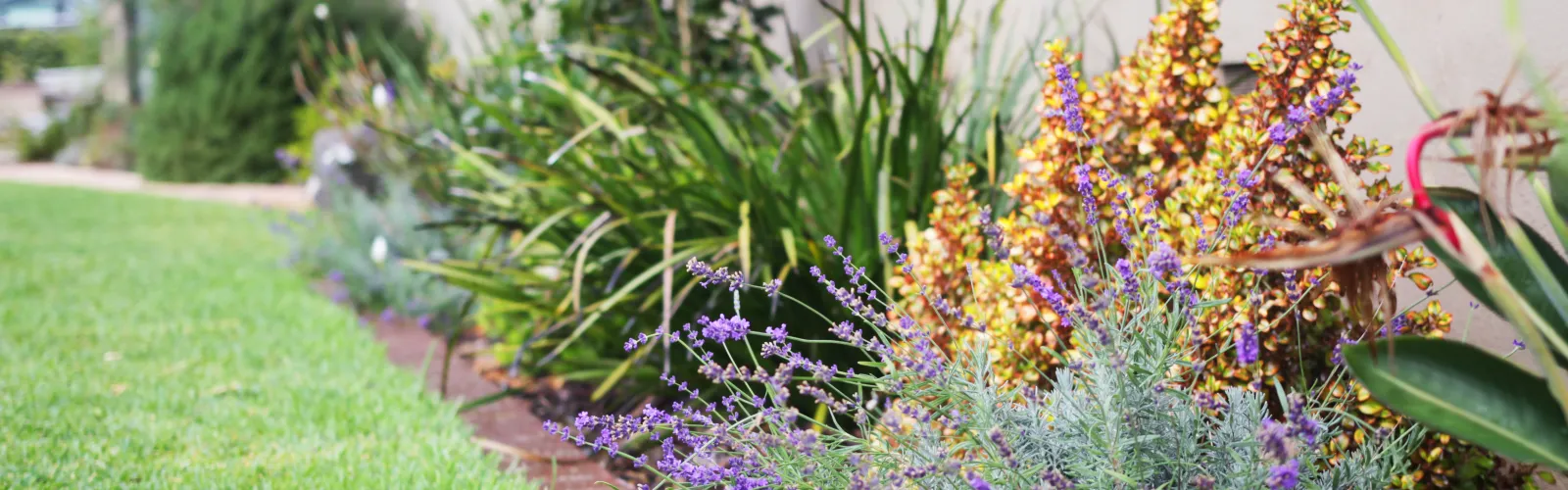 a garden with potted plants