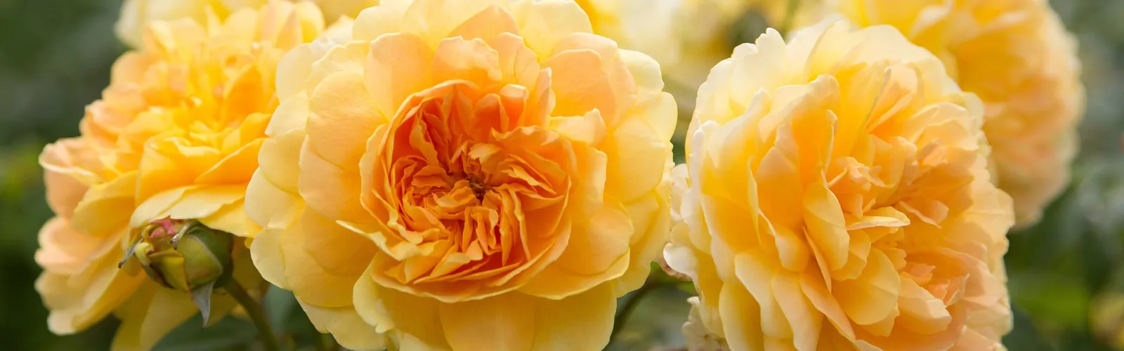 Cluster of vibrant yellow roses in full bloom with lush green leaves in a garden setting