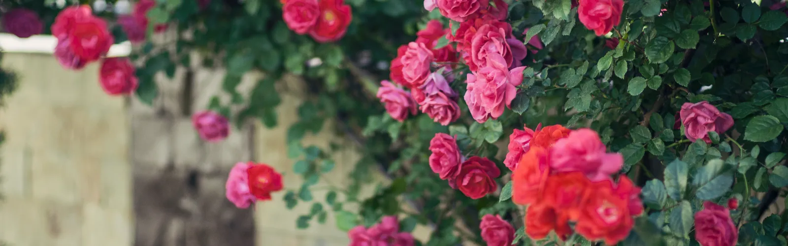 Red roses climbing on a fence