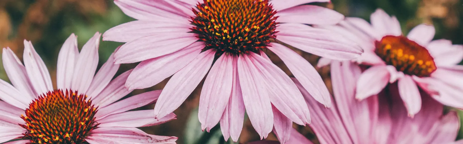 a close up of a flower garden