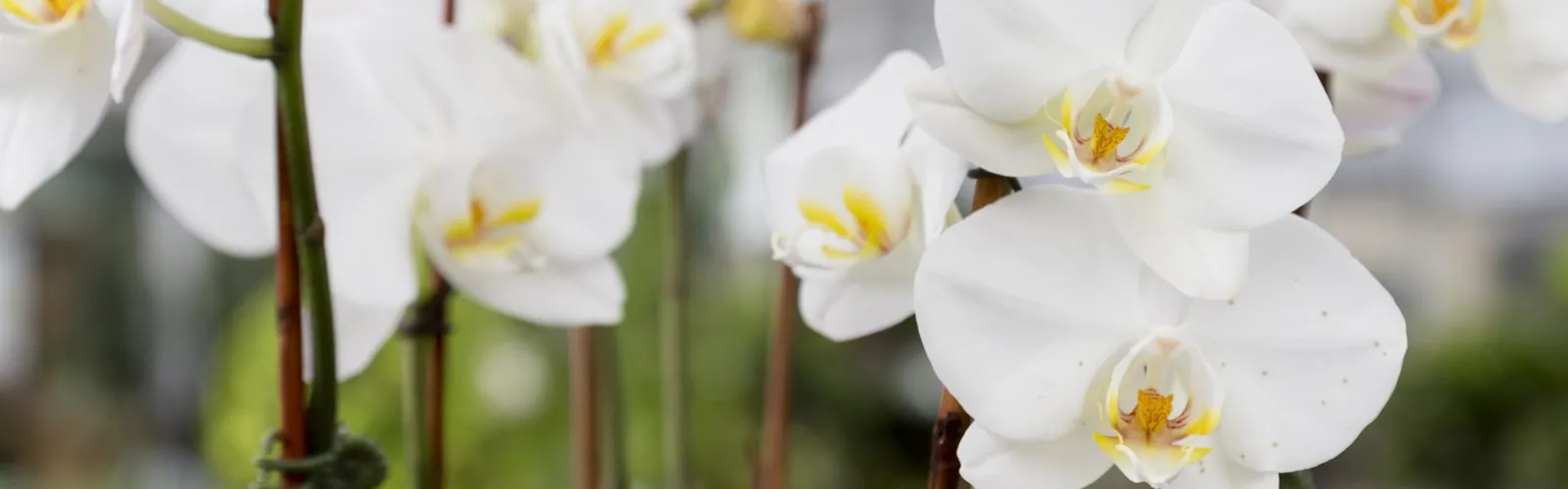 Blooming white phalaenopsis flower