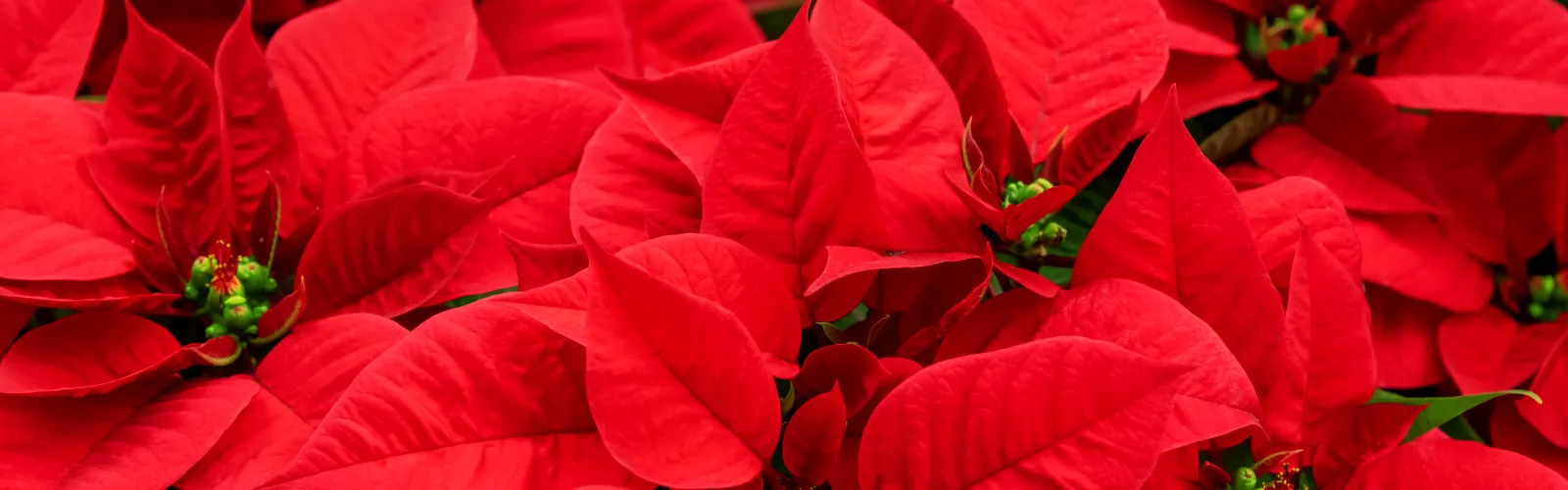 red poinsettias