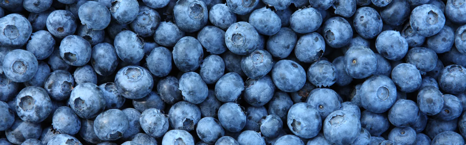 a large pile of blueberries