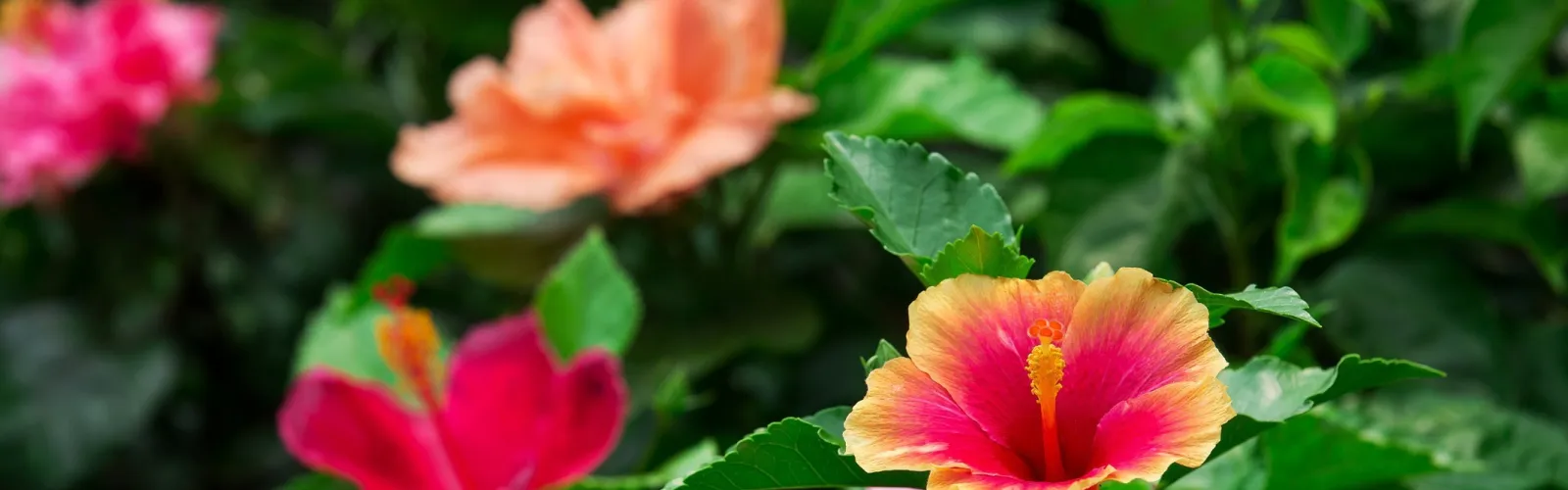 colorful hibiscus flowers